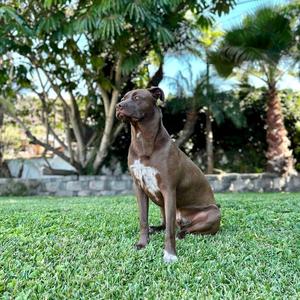 Charlie Brown, Labrador Retriever / Cattle Dog, young, available for adoption