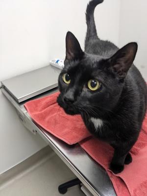 Sebastian, senior, available for adoption