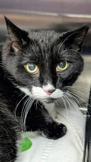 Donut, senior, available for adoption