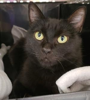 Lassen, senior, available for adoption