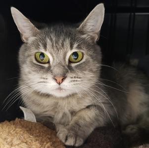 Bluebell, adult, available for adoption