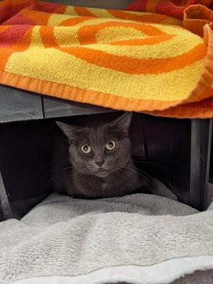 Rue, adult, available for adoption