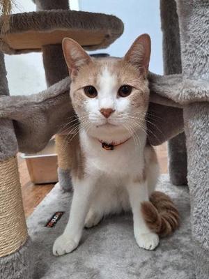 A white and brown cat sitting on a cat tree, wearing a collar with a tag.
