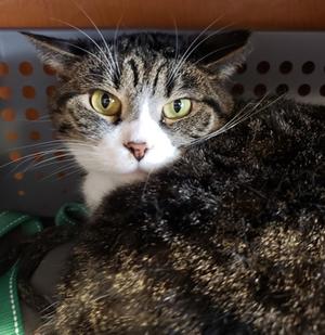 Sonny, adult, available for adoption