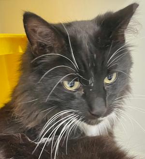 Sneakers, senior, available for adoption