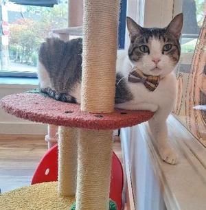 A cat wearing a bow tie sitting on a cat tree near a window.