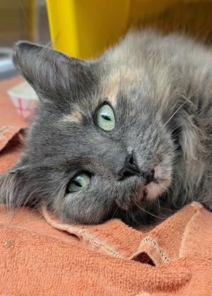 Lady Chloe, adult, available for adoption