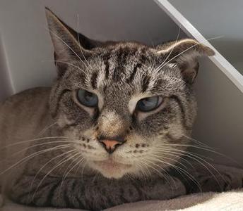 A close-up of a tabby cat with blue eyes, lying down and looking directly at the camera.