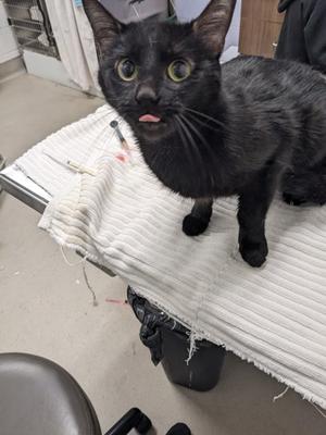 Thunder, adult, available for adoption