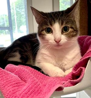 Tilapia, young, available for adoption