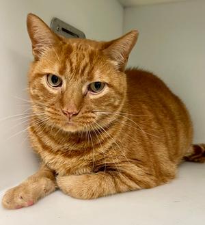 Zeke, adult, available for adoption