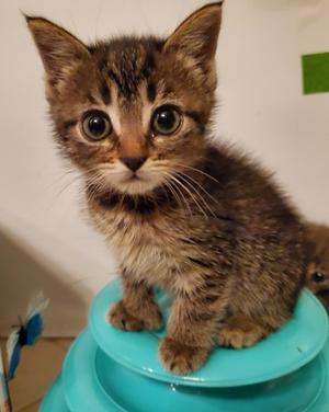 London Bridge, kitten, available for adoption
