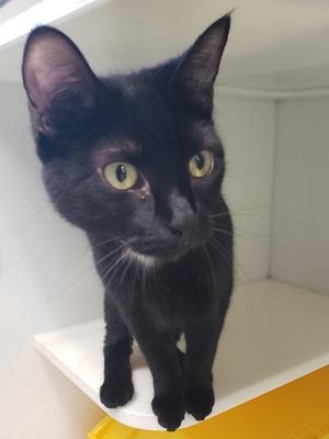 Jamie 4, young, available for adoption