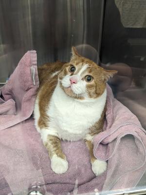 Eddie, adult, available for adoption