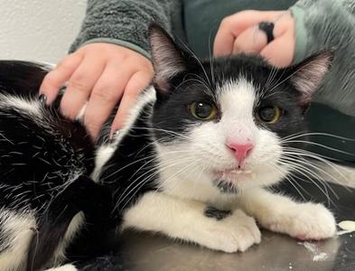 Ronald, adult, available for adoption