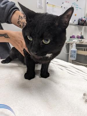 Charcoal, adult, available for adoption