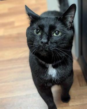 Charcoal, adult, available for adoption