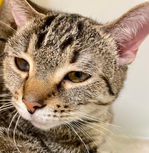 Pickle, young, available for adoption