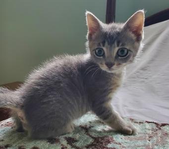 A gray tabby kitten with large blue eyes sitting on a patterned surface.