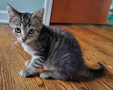 Willie Winkie, kitten, available for adoption