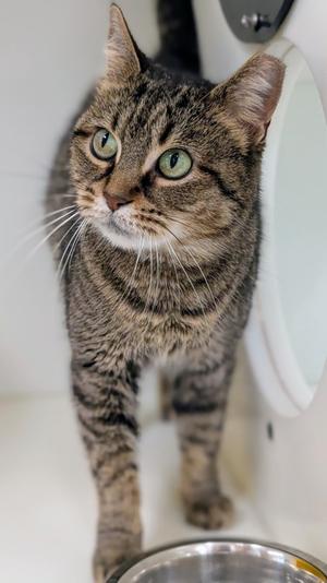 A tabby cat with green eyes standing in a white room, looking up at the camera.