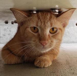 Flora 11, adult, available for adoption