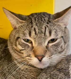 Doritos, adult, available for adoption