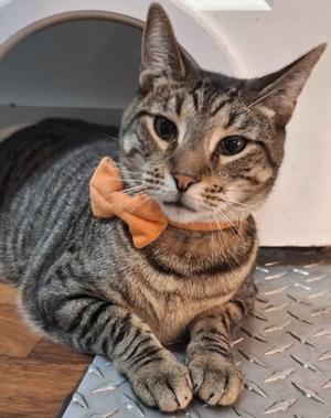 Mango, adult, available for adoption
