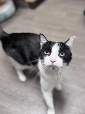 A black and white cat with green eyes looks directly at the camera.