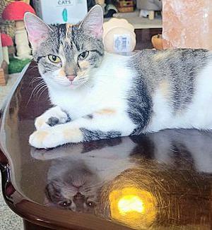 Calypso, young, available for adoption