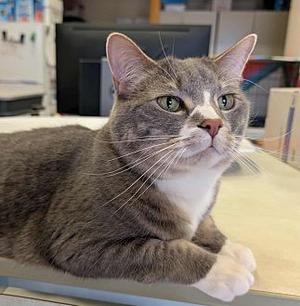 Ozzie, adult, available for adoption