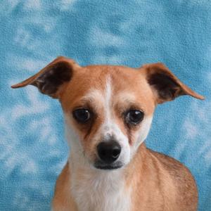 A small brown and white dog with large ears and dark eyes, sitting against a blue textured background.