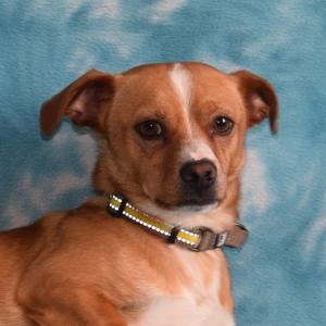Titus, Terrier, adult, available for adoption
