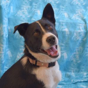 Chuck, Collie, Border, adult, available for adoption