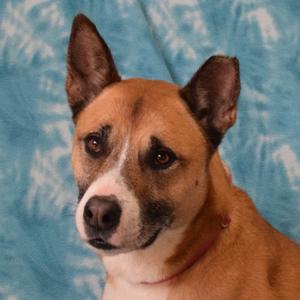 Maddy, Akita, senior, available for adoption
