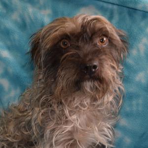 A close-up of a small dog with shaggy brown fur, looking directly at the camera against a blue background.