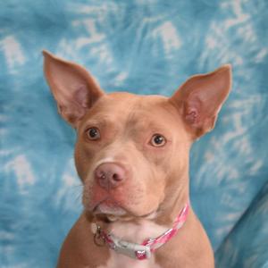 A close-up of a light brown dog with large ears and a pink collar, looking directly at the camera against a blue background.