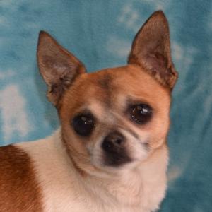 A close-up of a small dog with large ears and dark eyes, sitting against a blue background.