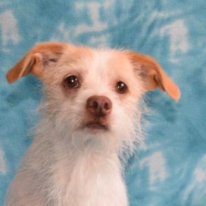 A small white and brown dog with floppy ears sitting against a blue background.