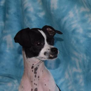 A black and white dog with a spotted neck, sitting against a blue background.