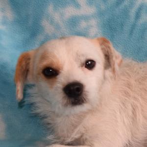 a small white dog with floppy ears lying on a blue blanket