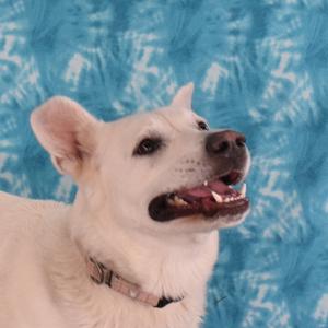A white dog looking to the side with its mouth open and tongue visible.