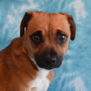 Collage, Chihuahua, adult, available for adoption