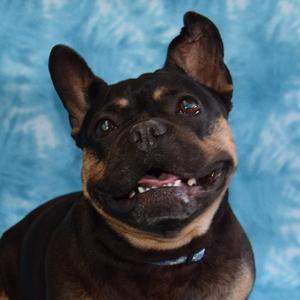 Martha, Bulldog, French, adult, available for adoption