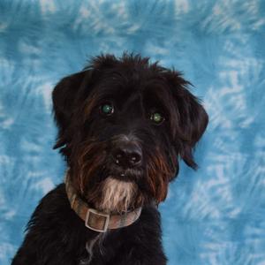 Anya, Poodle, Standard, adult, available for adoption