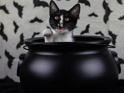 Ricardo, kitten, available for adoption