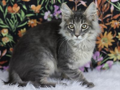 Doordash, kitten, available for adoption