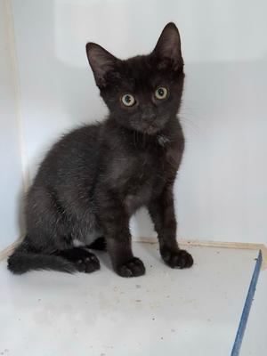 Bruce Wayne, kitten, available for adoption