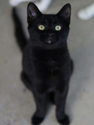 A black cat with bright green eyes looking directly at the camera.