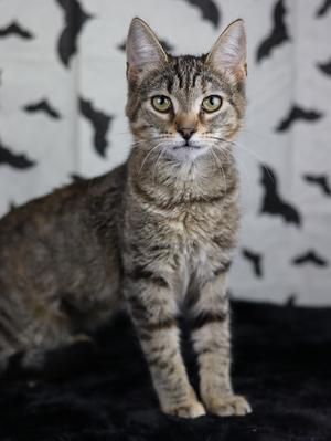Lottie, kitten, available for adoption